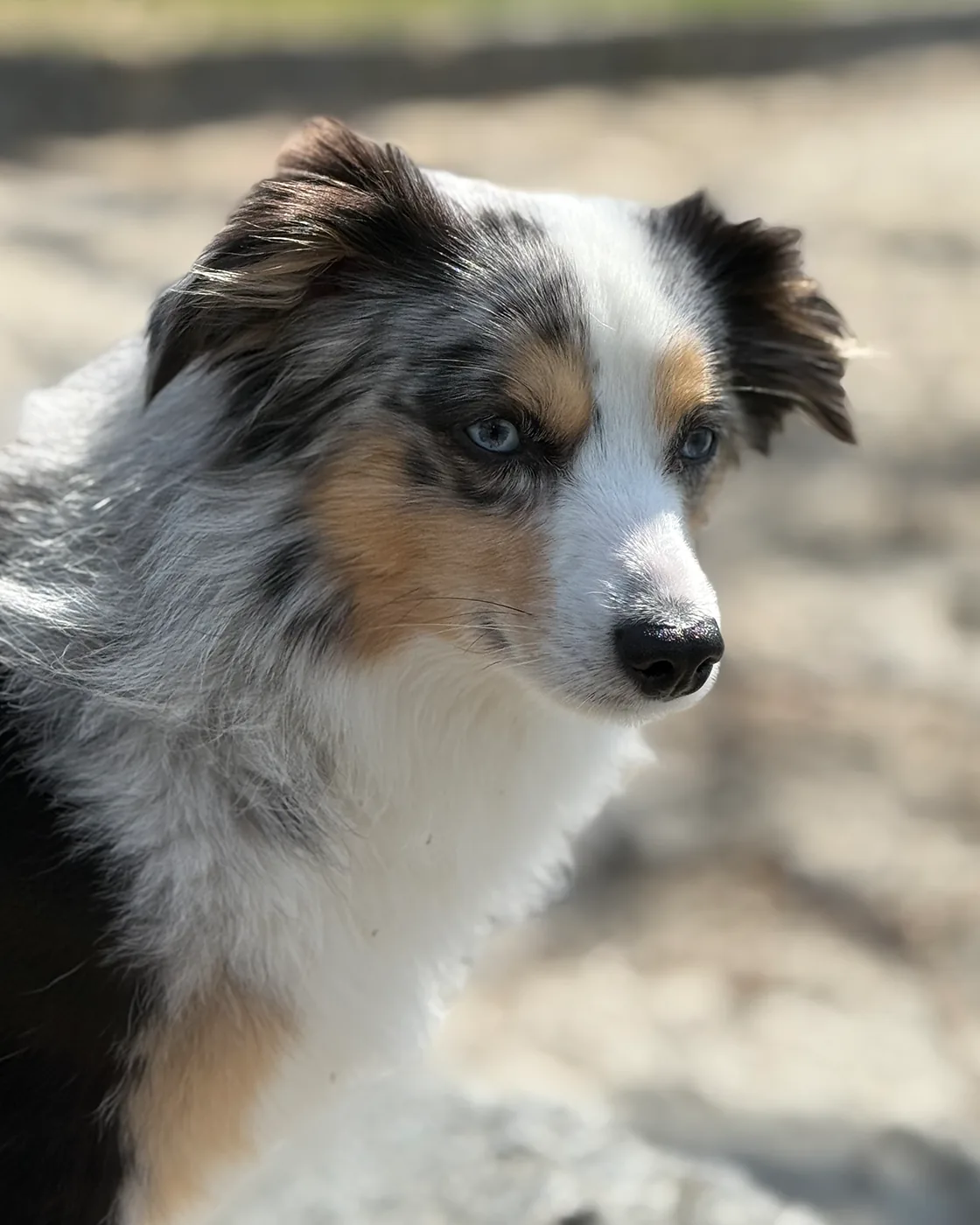 Porträt des Toy Australian Shepherd Chase mit Blue-Merle-Zeichnung und blauen Augen