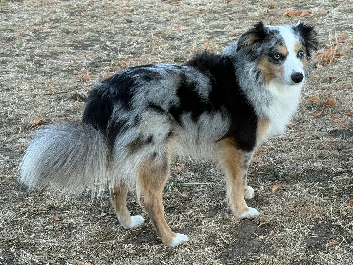 Ganzkörperaufnahme des Blue Merle Copper White Toy Australian Shepherd Chase