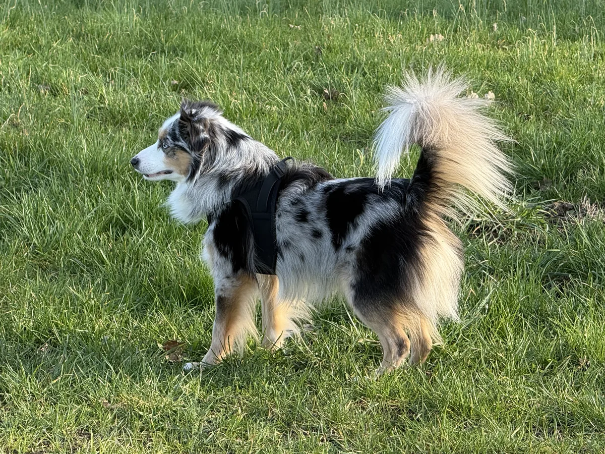 Toy Australian Shepherd Deckrüde Chase aktiv auf der Wiese im Stand