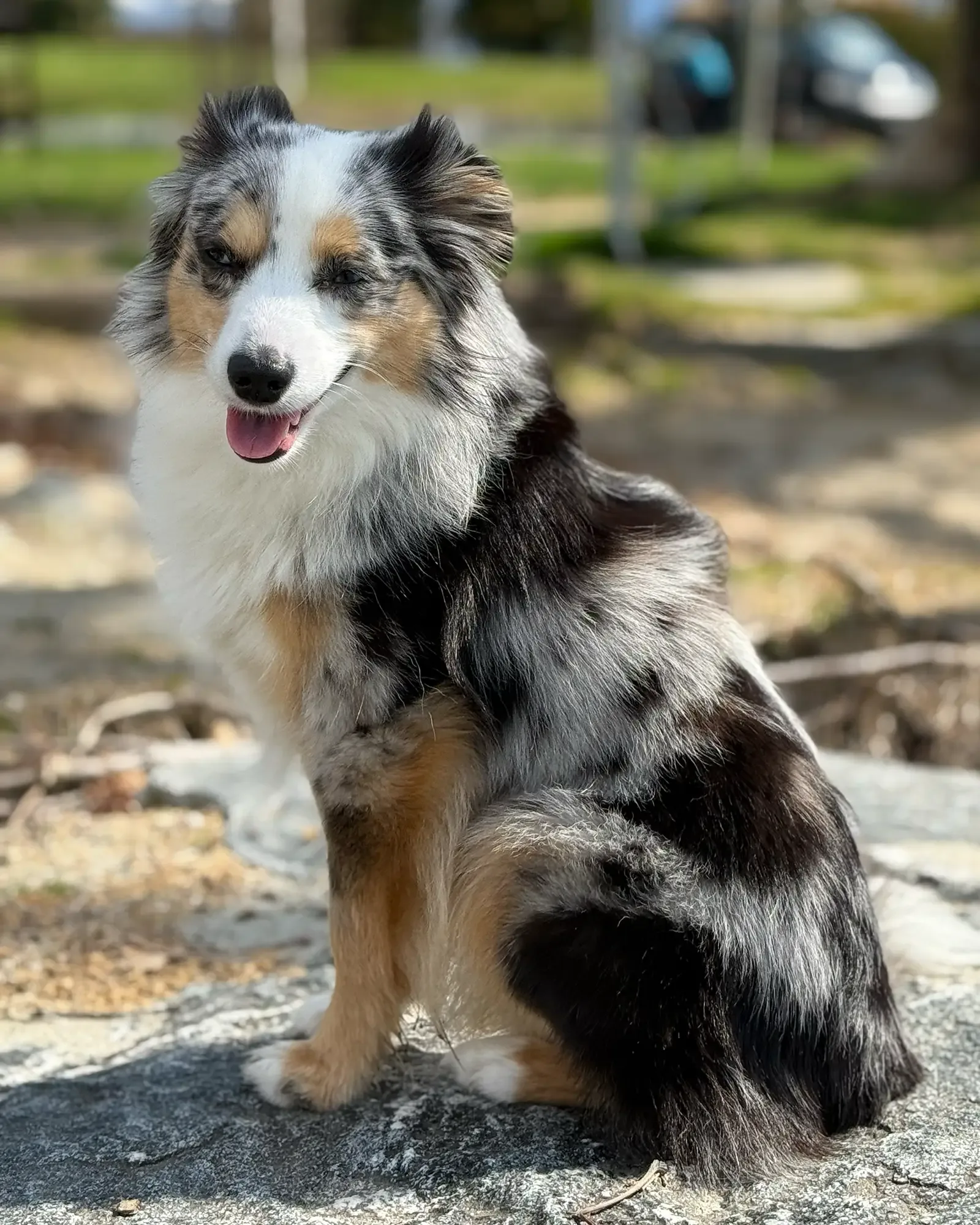 Toy Australian Shepherd Deckrüde Chase in Blue Merle Copper White im Porträt