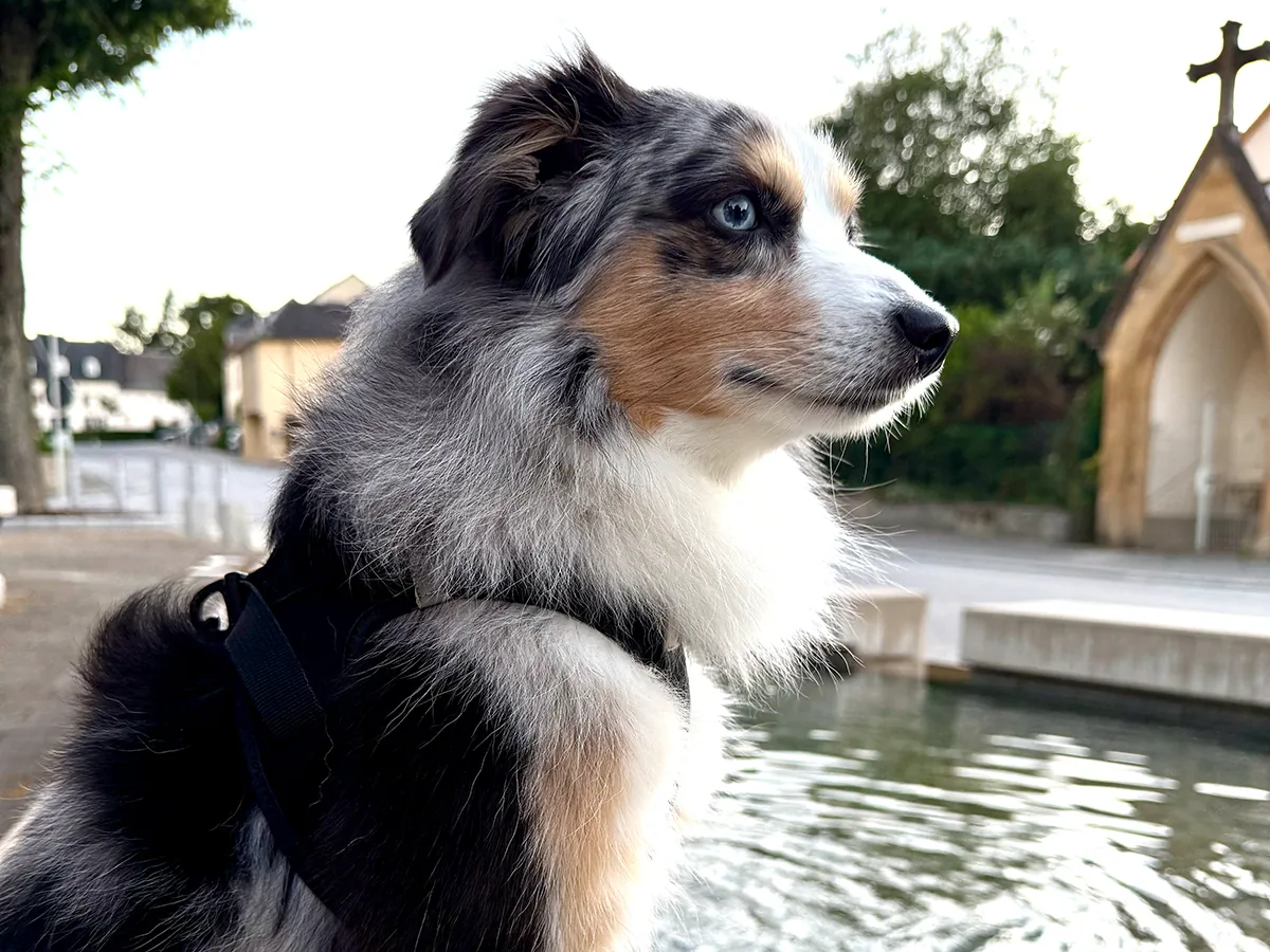 Toy Australian Shepherd Chase unterwegs an einem Brunnen